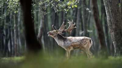 Dámbarcogás-túrákat indítnak a Fekete-Körös menti erdőkben