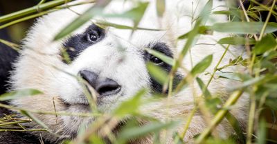 Pandadiplomáciával enyhítenek az amerikai-kínai kapcsolatokon