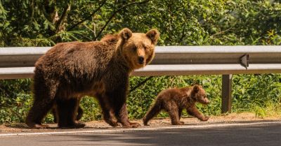 Tilos kirándulni már ebben a vármegyében is, medve jár a környéken