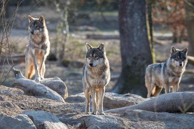 Újra farkasokat akartunk látni Európában, de a finisben begyulladtunk