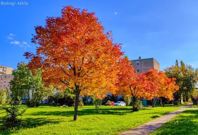 Aranyló színek a Hódtói parkban