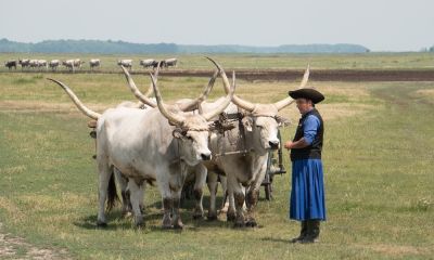 Kultúrák, melyek megőrizték a kapcsolatukat a természettel: alföldi hagyományok a Kárpát-medencében