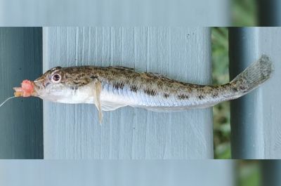 Újabb idegenhonos hal jelent meg a Tisza-tóban