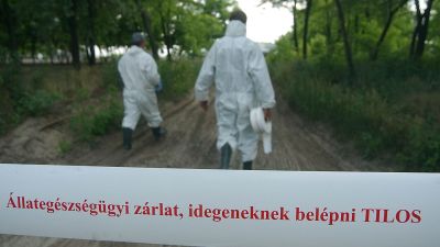 A madárinfluenza gyorsan visszatért – nehéz a küzdelem a vármegyében is