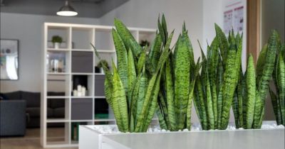 Csak öntse a sansevieria cserépbe, és látni fogja, hogy zöld „szablyák” nőnek.