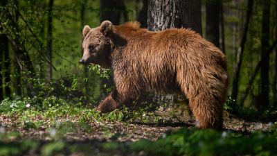 Erdőben kószáló Medve tartotta lázban olvasóinkat