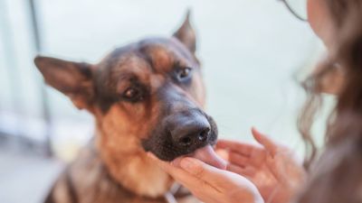 Megnyalta egy nő sebét a kutyája, hetekkel később emberi ronccsá változott