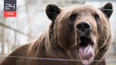 Sorra lövik ki a medvéket Szlovákiában a halálos medvetámadás után