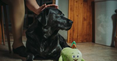 Megrokkant Dolly, a vakvezető kutya - összefogtak a megmentésére