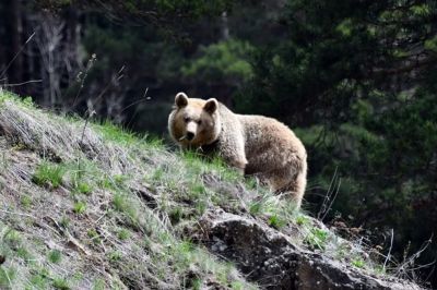 Újra jelet adott magáról egy szomszéd megyében kószáló medve