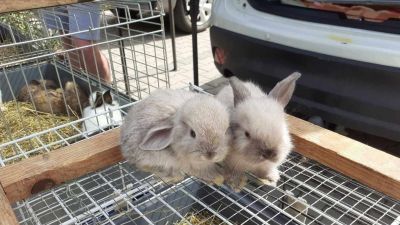 A szombati kisállatvásáron madárfélék nem lesznek, de veteránautók igen