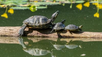 Hemzsegnek az ékszerteknősök a tatabányai Csónakázó-tóban