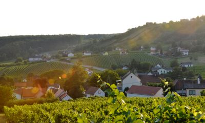  Ausztria egyes részein már a magyar a legnagyobb bevándorló népcsoport  