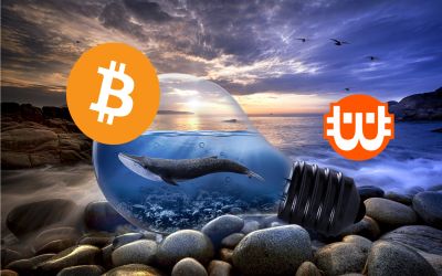 Új csúcson a bitcoinbálnák száma, ezt általában árfolyamcsúcs szokta követni