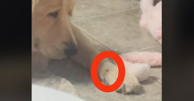 Egy légy szállt a golden retriever mancsára: milliókat bűvöl el, hogy kezeli - Videó