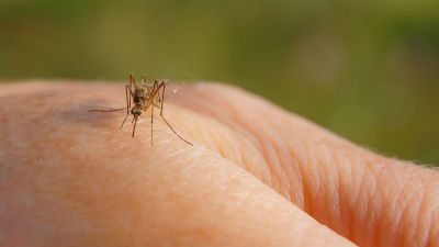 Szúnyogok októberben? Megtudtuk, honnan kerültek elő - nem csak az árvíz a ludas