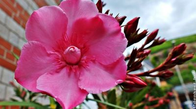 Mennyire bírja a hideget a leander, a muskátli és a bougainvillea? Elmondjuk