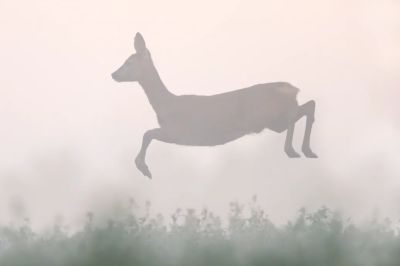 Rejtély, hogy hova tűnt a Békés vármegyei őzállomány harmada