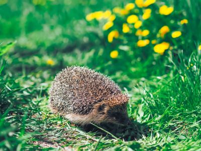 Vigyázzunk a téli álomra húzódó sünökre