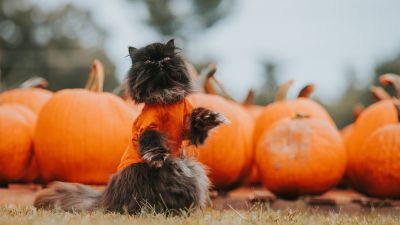 Halloween: ezt mondja róla a katolikus pap