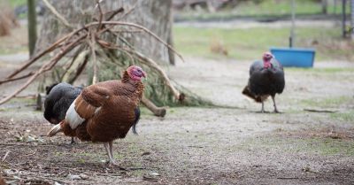 Madárinfluenza: ha ez megtörténik, úgy újabb szomorú időszak várhat a világra