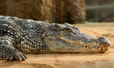 Kimúlt a fogságban élő legnagyobb krokodil (VIDEÓ)