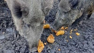 Őszi csemegékkel készítik fel a télre a Körösvölgyi Állatpark lakóit