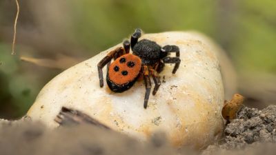 Bársonyos lábú ragadozók bukkantak fel Bugacon