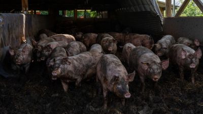 Nem elég a háború, most még sertéspestis is sújtja a szomszédos országot