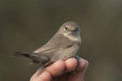 Új madárfaj jelent meg hazánkban, Szegeden fogtak meg egy tamariszkuszposzátát