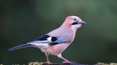 Váratlan helyről kapnak segítséget a kertészek: erre kevesen számítanak