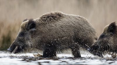 Ez durva: nem is gondolnád, milyen állatot láttak a Balatonban