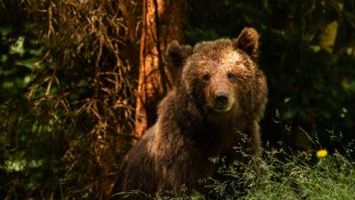 Kamera rögzítette a Magyarországon kóborló medvét