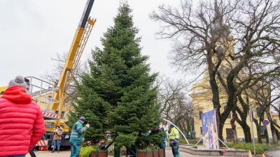 Keresik a város karácsonyfáit Gyulán