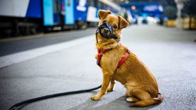 Egyszerűbben utazhatnak a kutyások