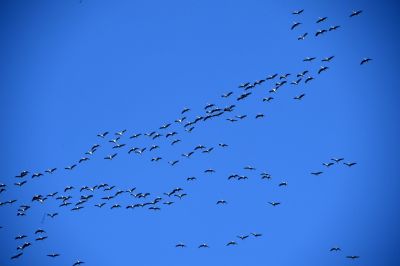 A vonuló madarak védelmét segíti a madárgyűrűzés