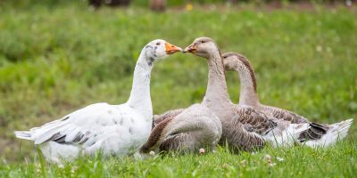 Libasült, újbor és időjárási előrejelzések – minden, amit a Márton-napról tudni érdemes!