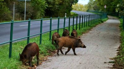 Vaddisznók lubickolnak a Balatonban + videó