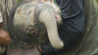 Alig néhány példányuk maradt a földön, most egy százkilós újszülöttet ünnepelnek