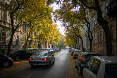 Hétfőn este indul Szegeden a fák permetezése