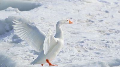 Szegedi Erika elárulja, miért kell Márton-napon libahúst enni - nemcsak a hagyomány miatt