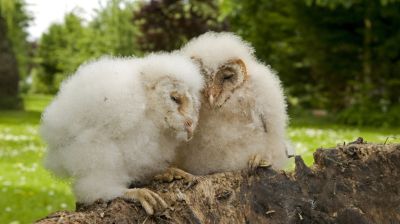 Bébi gyöngybaglyot mentettek Mályiban: így falatozik a pelyhes fióka + videó