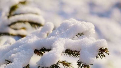 És azt tudjuk, hogyan élik túl a telet a növények?