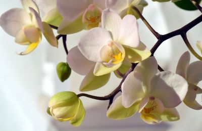 Házi műtrágya az orchideák megerősítésére és virágosítására. Hogyan ápoljuk az orchideákat, ha abbahagyják a virágzást?