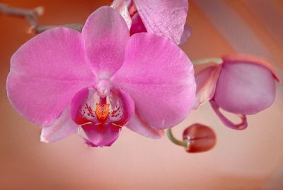 Mindössze annyit kell tennie, hogy 4 kockát tesz egy hervadó orchidea cserépbe. A virág azonnal feléled és felszedi magát. Orchidea ápolása