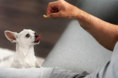 A leggyakrabban használt kutyás táplálékkiegészítők