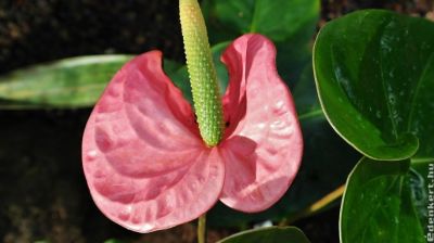 Flamingóvirág (Anthurium): ha így gondozod, varázslatos lesz!