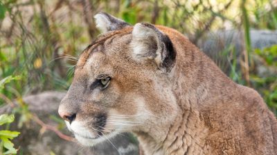 Tényleg puma mászkált Kulcsod és Csicsó közelében?