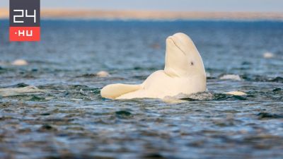 Végre megoldódhatott az orosz kémdelfin rejtélye