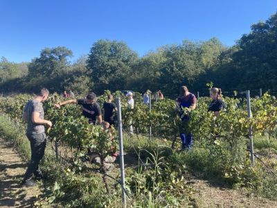 Olajbogyót szüreteltek és szőlőt metszettek a Gregus diákjai